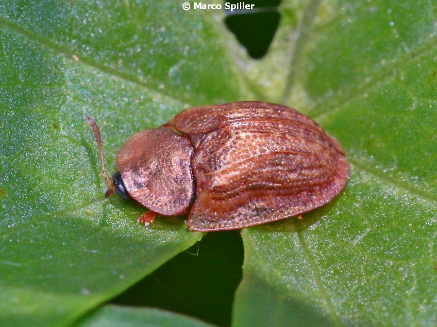 Cassida da determinare: Hypocassida sp.